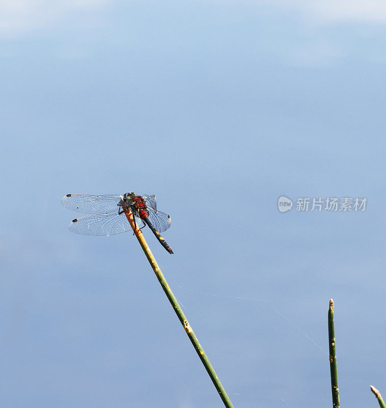 白面飞镖蜻蜓(Leucorrhinia dubia)雄性